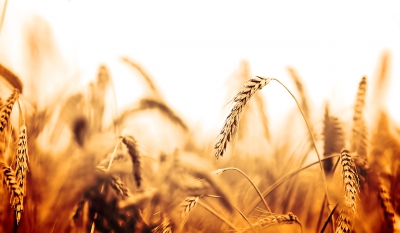 Sertifikalı tohum kullanımının faydaları nedir?